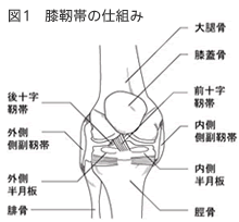 図1　膝靭帯の仕組み